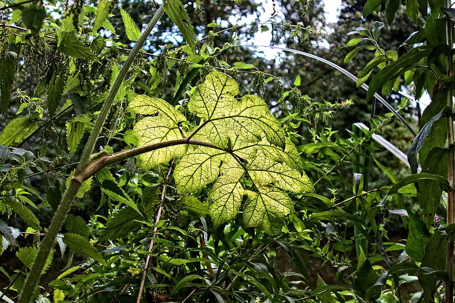 leaf, plant, vegetation, tangle, pattern, vein, lush, summer HD wallpaper