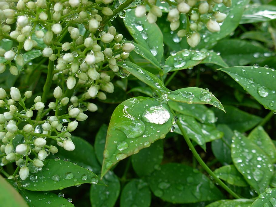 Drops, Leaves, Wet, leaf, green color, plant, freshness, water HD wallpaper