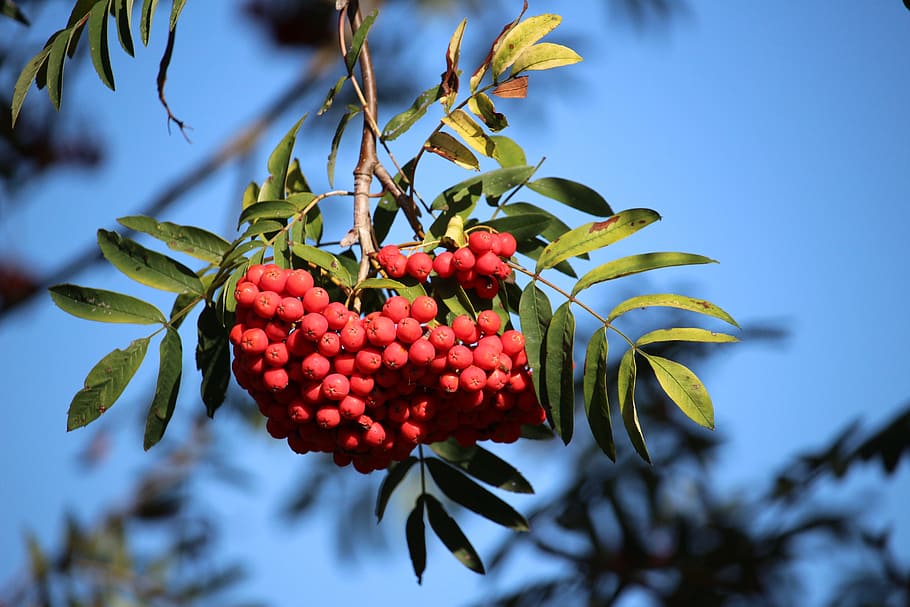 Mountain Ash, Rowan, Red, Sky, Autumn, fruits, tree, food and drink HD wallpaper