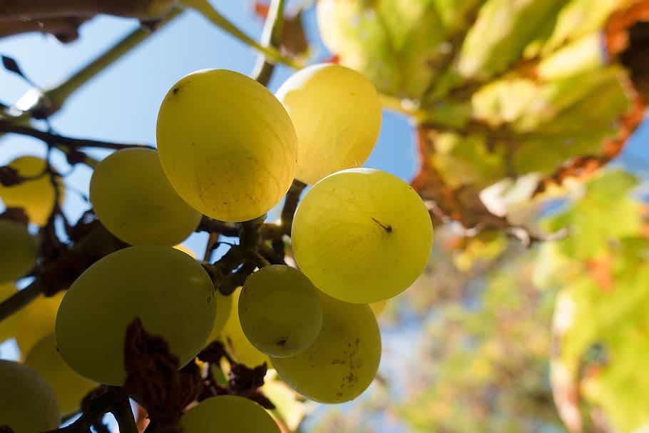 grape, wine, vine, low angle shot, wine harvest, vintage, grapevine HD wallpaper