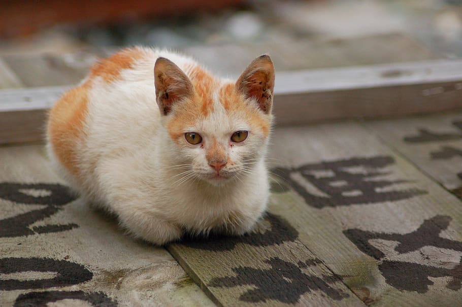cat, kittens, domestic, mammal, animal themes, pets, domestic animals HD wallpaper