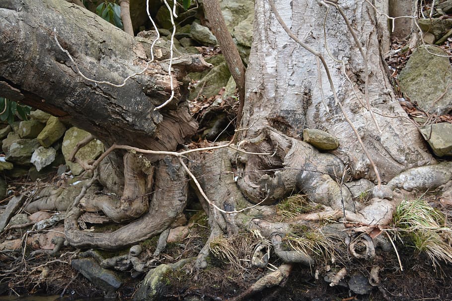 root, gnarly, tree roots, organic, agriculture, outdoors, environment HD wallpaper