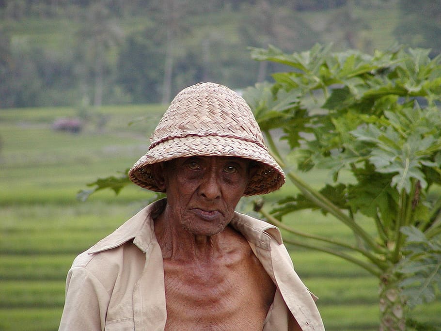 bauer, poverty, old man, paddy, asia, hat, real people, front view HD wallpaper