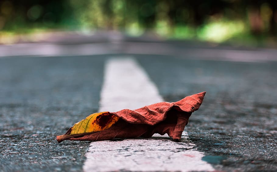 leaves, road, nature, fall, autumn, plant part, leaf, day, focus on foreground HD wallpaper