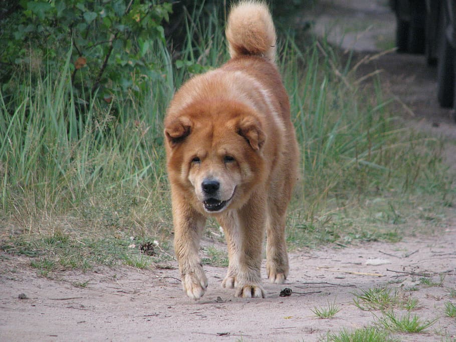 dog, security, territory, camp, summer, the bypass, redhead HD wallpaper