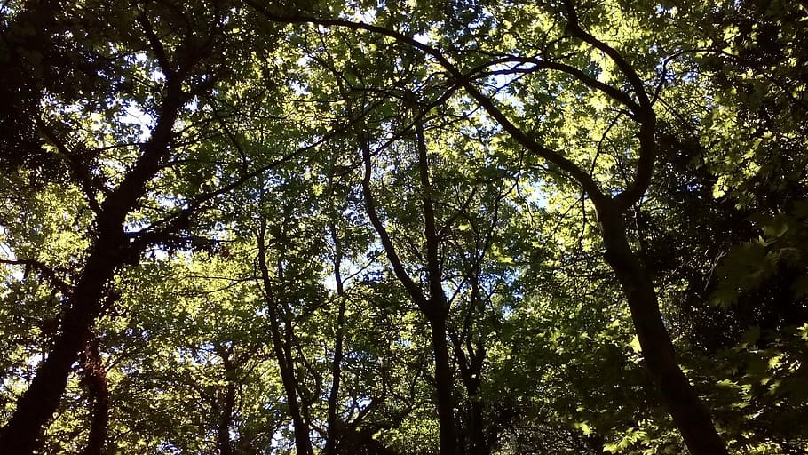 forest, trees, woods, nature, green, environment, landscape HD wallpaper
