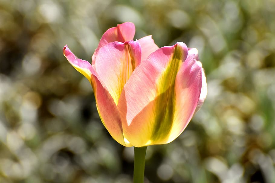 pink and yellow tulip, blossom, bloom, tulip pink, flowers HD wallpaper