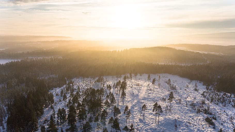 Sun, Bright, Forest, Sunlight, Trees, landscape, aerial, winter HD wallpaper