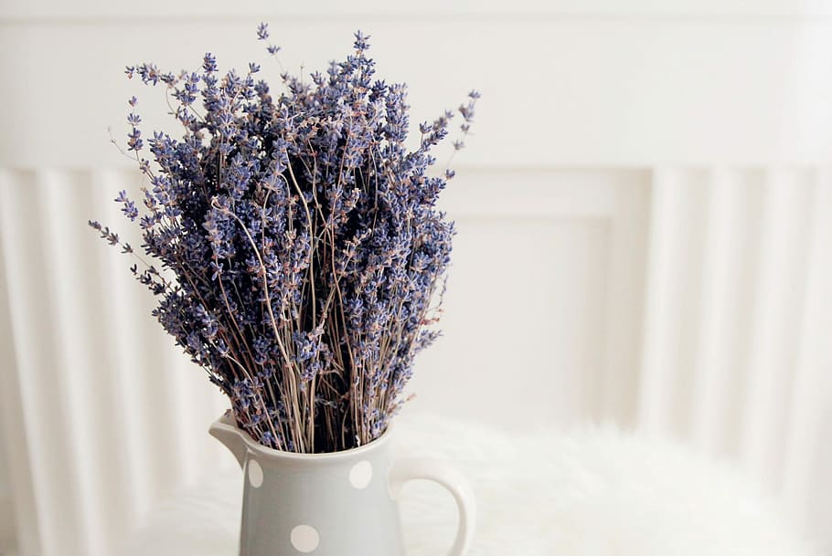 purple petaled flower on white ceramic picher, lavendar, vase, HD wallpaper
