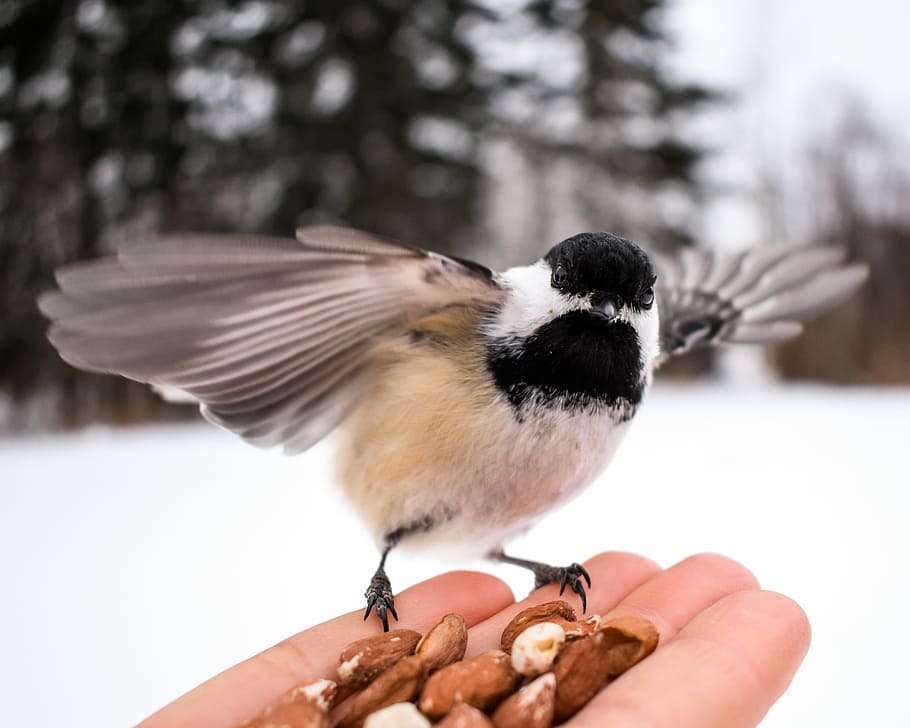 brown, black, and white bird on person's palm, shallow focus photography of white and black bird on person's hand HD wallpaper
