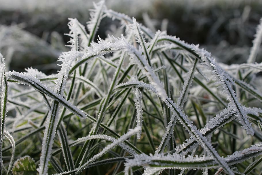 grass, winter, wintry, cold, frost, nature, grasses, frozen HD wallpaper