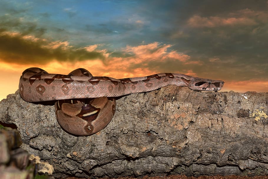 brown ball python on brown stone, emperor snake, boa, boa imperator