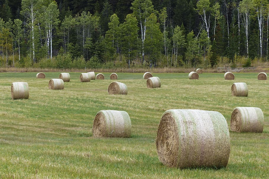 Hay, Balls, Field, Grass, Landscape, countryside, outside, scene HD wallpaper