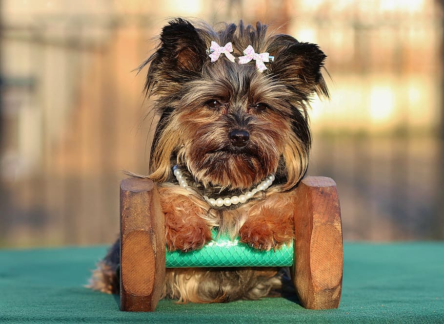 black and tan Yorkshire terrier on dumbbell, dog, small, pets HD wallpaper