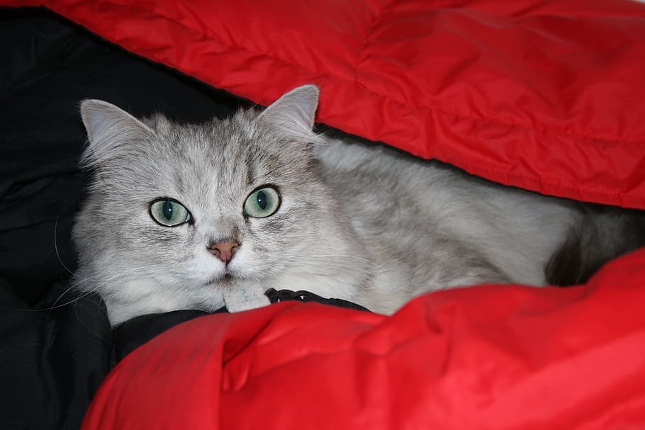Persian Cat, Chinchilla Cat, silver chinchilla, domestic cat
