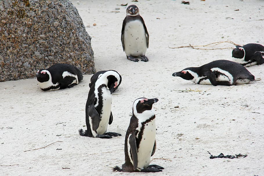 penguin, cute, cuddly, beautiful, beach, boulders beach, penguins HD wallpaper