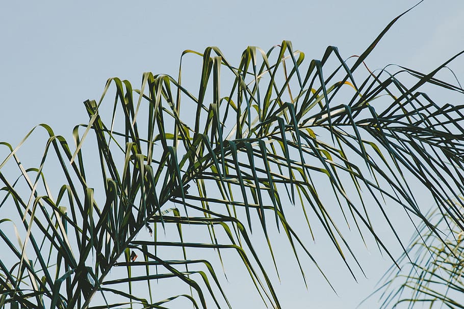green, leaf, plant, low angle view, sky, growth, green color HD wallpaper