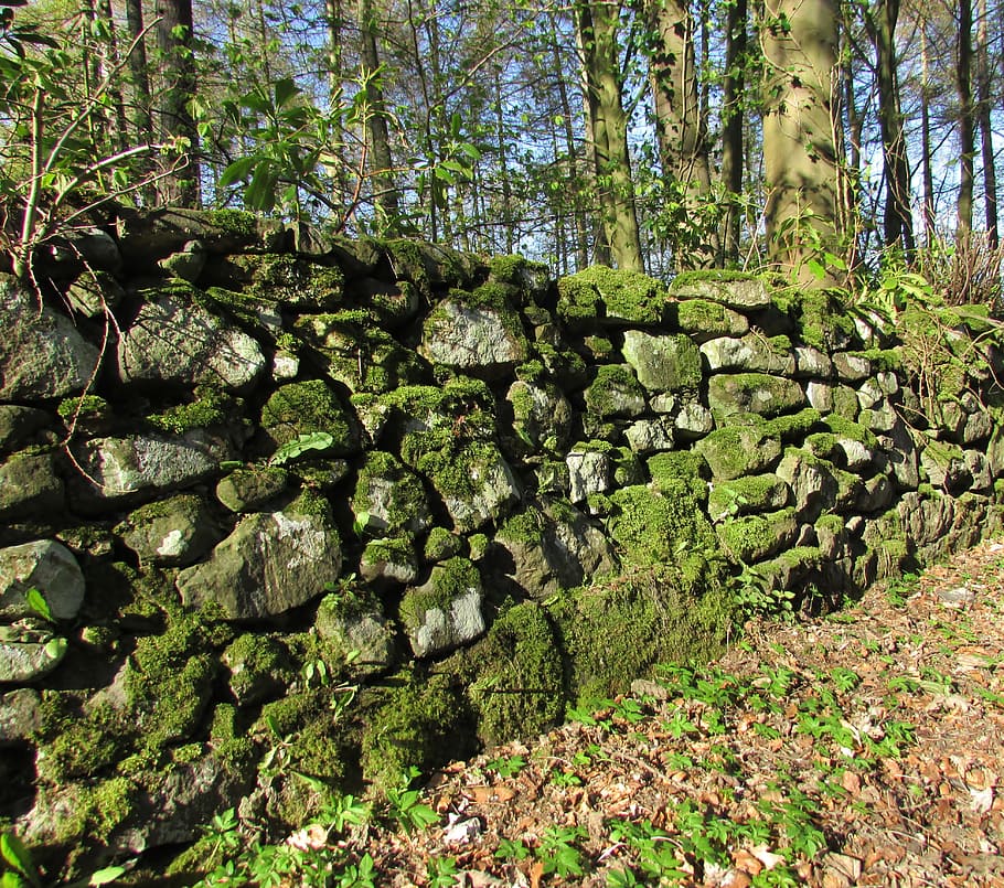 Moss, Lichen, Old Wall, Overgrown, wood, overgrown moss, nature HD wallpaper