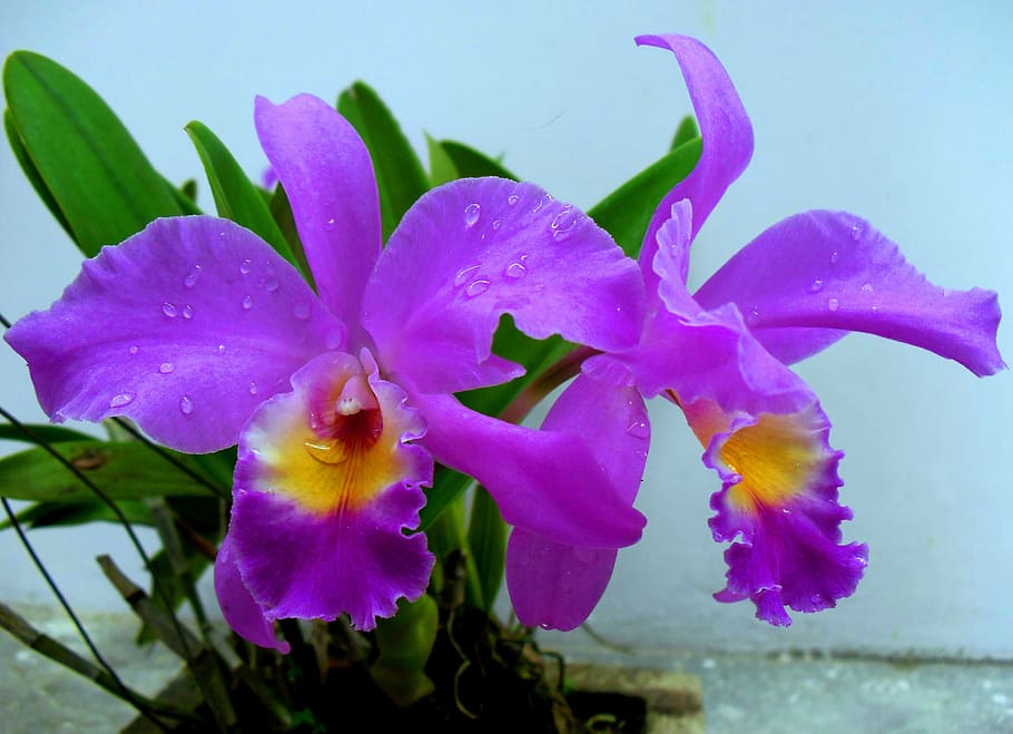 purple cattleya orchid flowers in closeup photo, bunga, anggrek