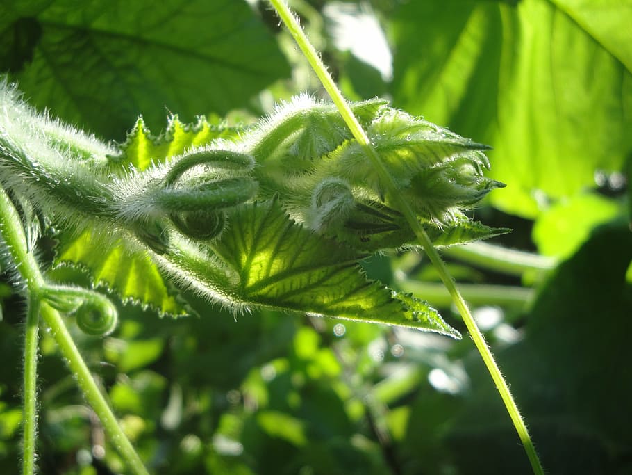 pumpkin, green, entwine, green color, plant, growth, leaf, close-up HD wallpaper