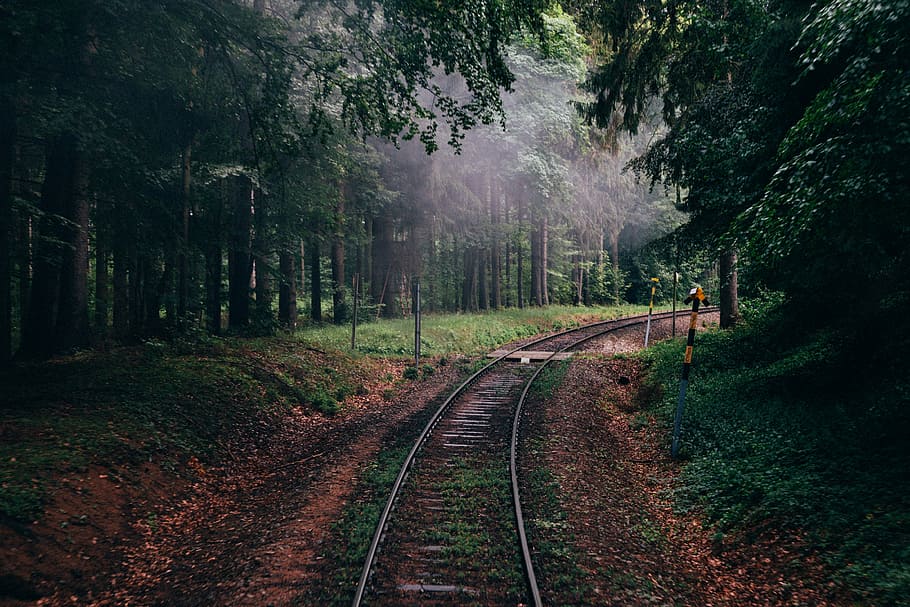 train railway between forest, railway between trees on forest, HD wallpaper