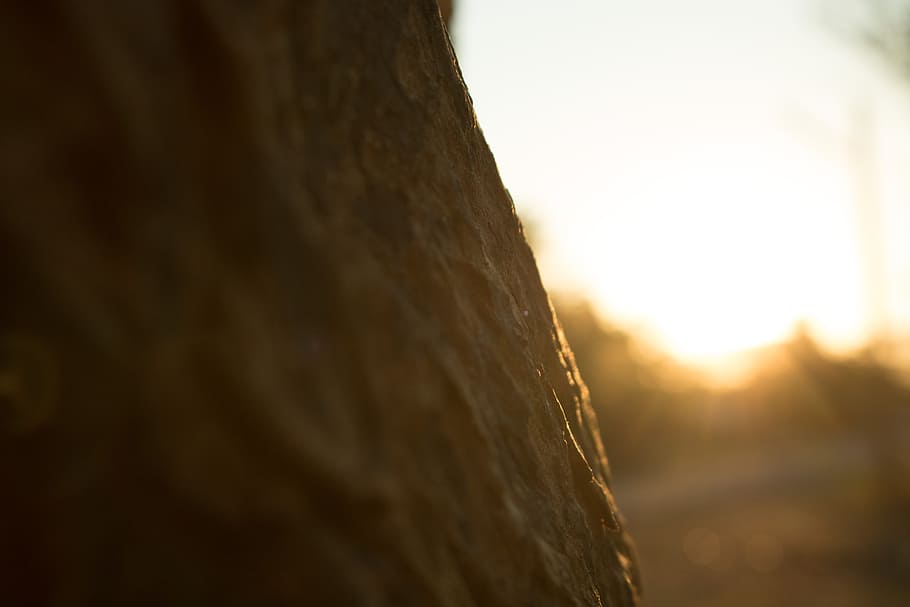 tree, sun, flare, scenic, sunlight, nature, plant, close-up HD wallpaper