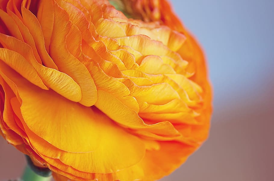 orange flower, ranunculus, blossom, bloom, orange ranunkel HD wallpaper