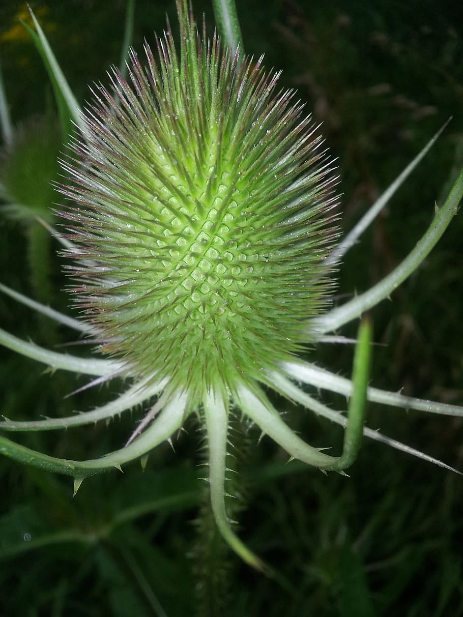 Teasel, Teazel, Dipsacus, prickly, autumn, dew, water droplets HD wallpaper