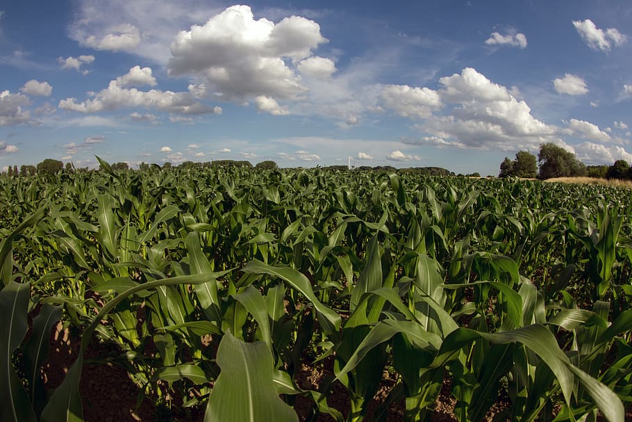 Clouds, Field, Landscape, summer sky, cornfield, agriculture HD wallpaper