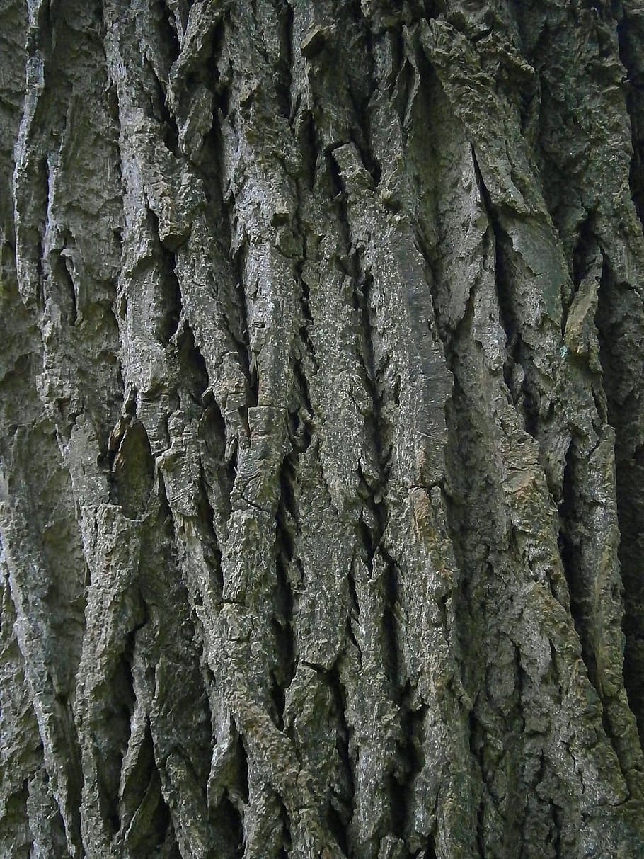 log, tree, wood, grey, structure, grain, nature, nahaufmahme HD wallpaper