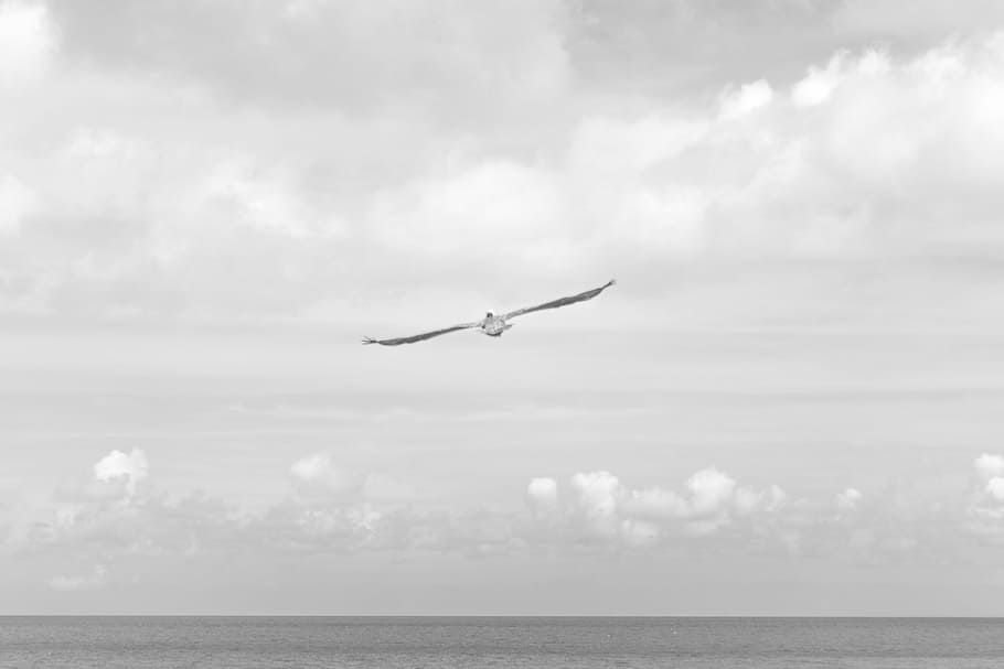 bird flying across sea at daytime, animal, airplane, transportation HD wallpaper