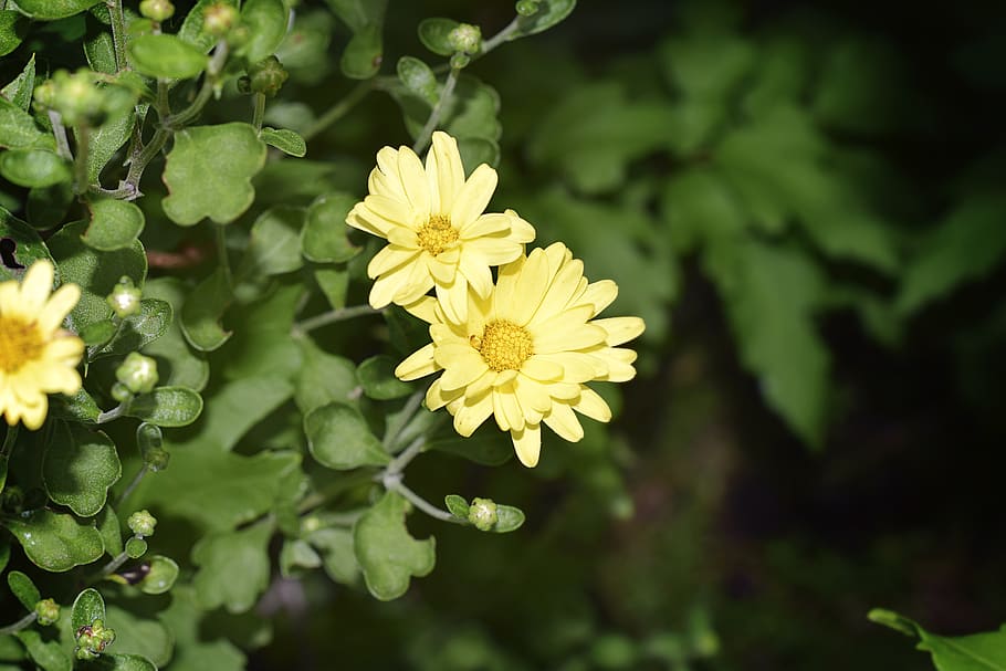 flower, yellow, chrysanthemum, mums, yellow flowers, nature