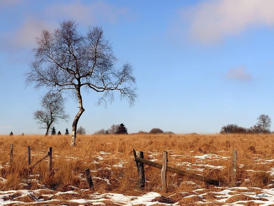 moor, nature, recovery, birch, landscape, swampy, hiking, mood HD wallpaper