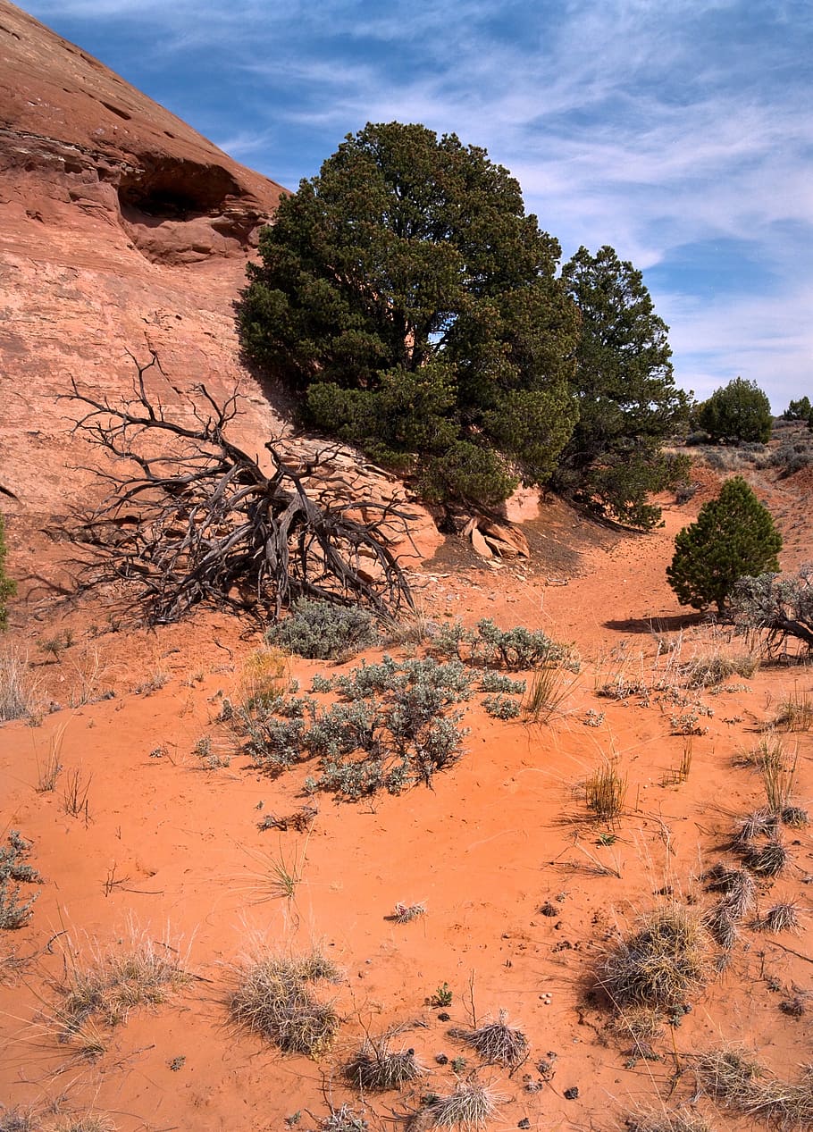 desert, tree, sand, landscape, dry, arid, orange, nature, plant HD wallpaper