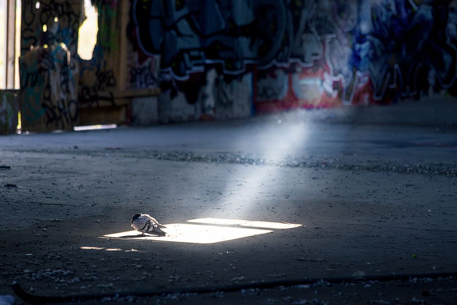 white and black bird on ground at daytime, pidgeon, sunbeam, light, HD wallpaper