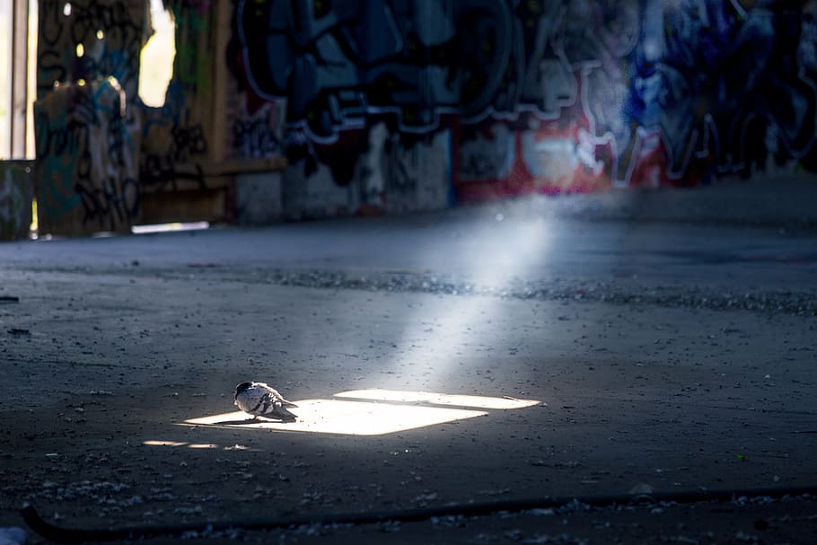 white and black bird on ground at daytime, pidgeon, sunbeam HD wallpaper