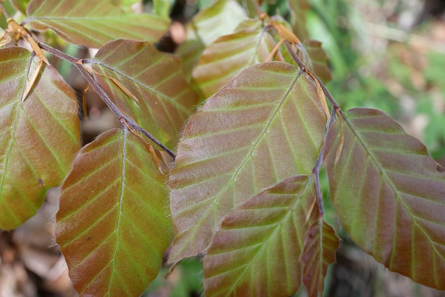 beech, leaf, spring, forest, nature, leaves, plant, deciduous tree HD wallpaper