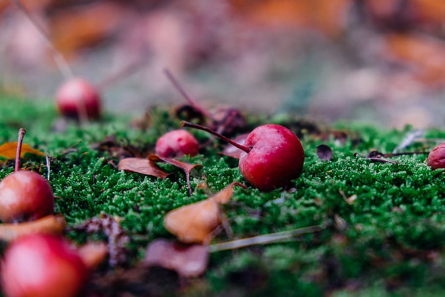 Autumn, Apple, Fruit, Windfall, Moss, depth of field, food and drink HD wallpaper