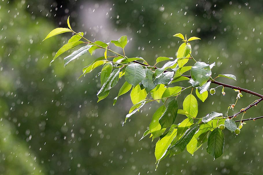 HD wallpaper: rain, weather, precipitation, raindrops, the branch of a tree  | Wallpaper Flare