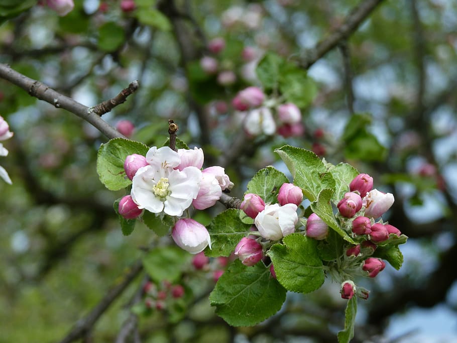 apple, blossom, bloom, spring, pink, white, branch, apple blossom HD wallpaper
