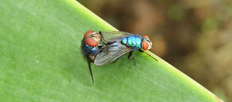 macro, insects, flies, animal wildlife, animal themes, invertebrate HD wallpaper