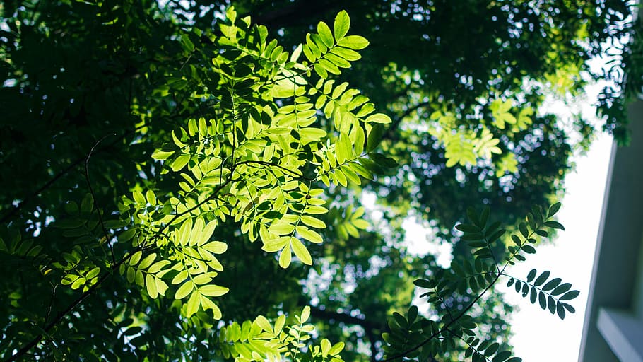 light and shadow, de smell, shade, plant, tree, growth, green color HD wallpaper