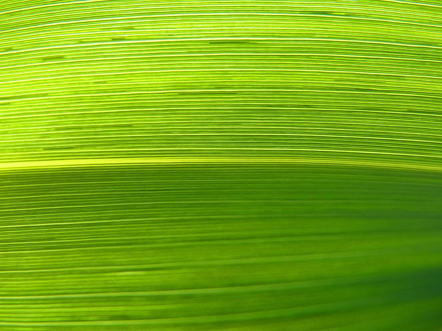 leaf, lines, abstract background, texture, natural texture HD wallpaper