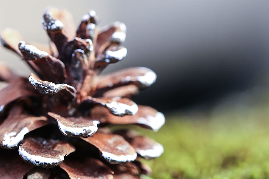 pinecone, nature, moss, macro, decoration, close-up, growth HD wallpaper
