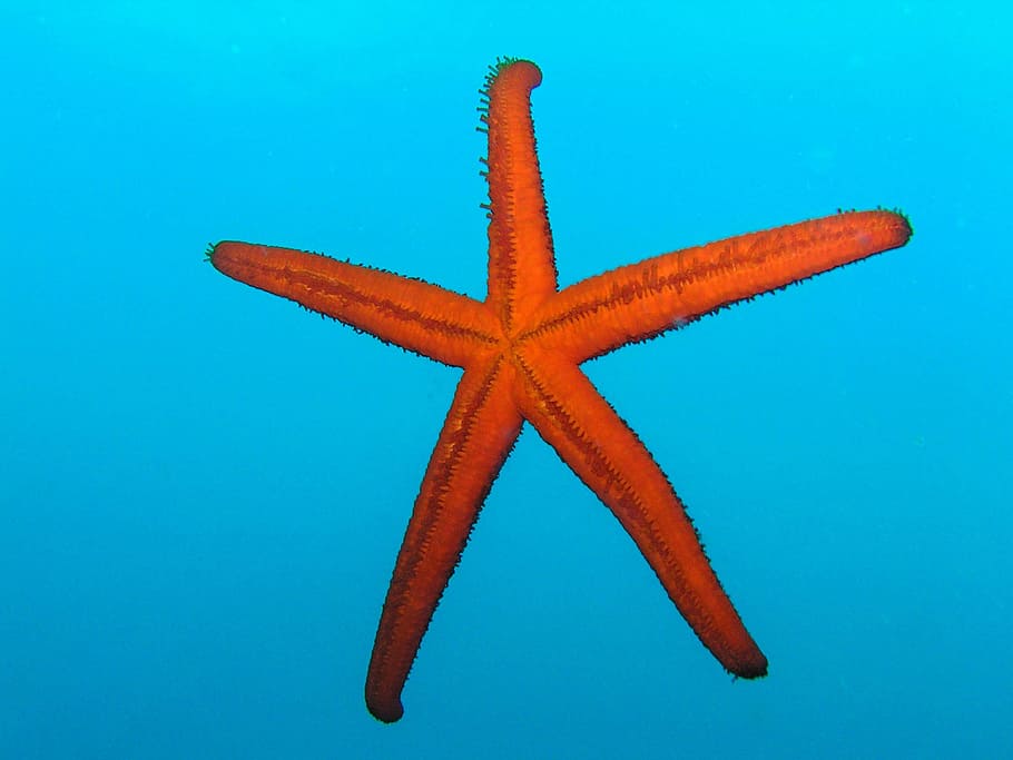 starfish, diving, underwater, red, blue, sea, croatia, star shape HD wallpaper