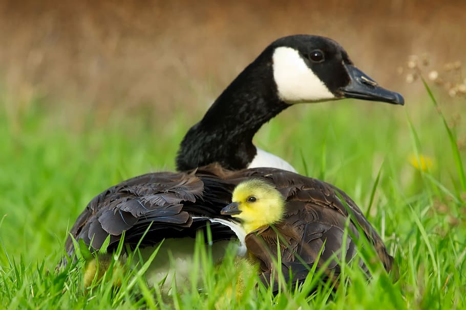 black and brown duck with duckling on green grass, goose, geese HD wallpaper