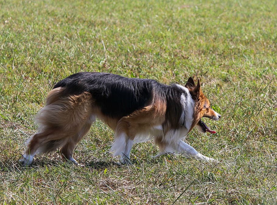 collie, sheepdog, working, herding, stalking, canine, animal themes HD wallpaper