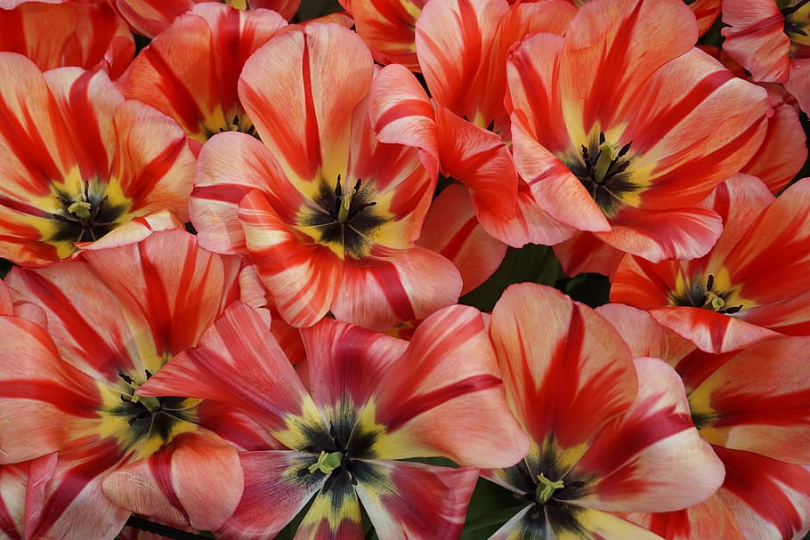 Tulips, Spring Flowers, cut flowers, plant, red, nature, flower head HD wallpaper