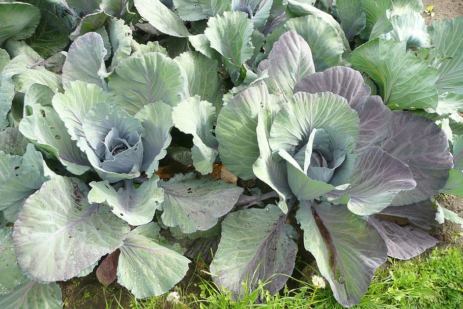 cabbage, fresh, coal, growth, leaf, plant part, green color HD wallpaper