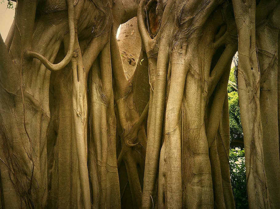 nature, tree, plant, branch, landscape, no people, day, pattern HD wallpaper